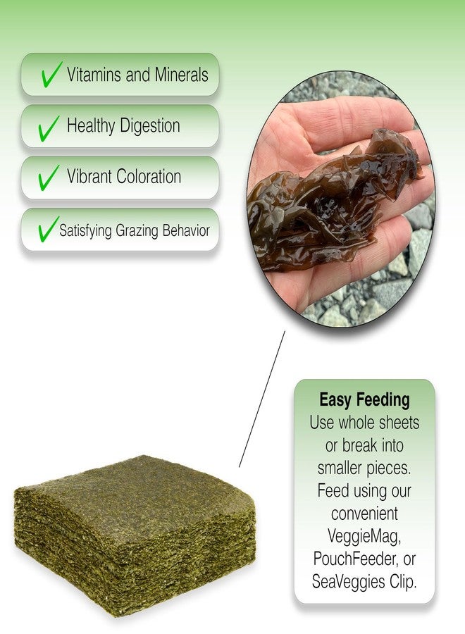 Two Little Fishies أعشاب بحرية خضراء من تو ليتل فيشيز، عبوة كبيرة من 100 ورقة - Image 3